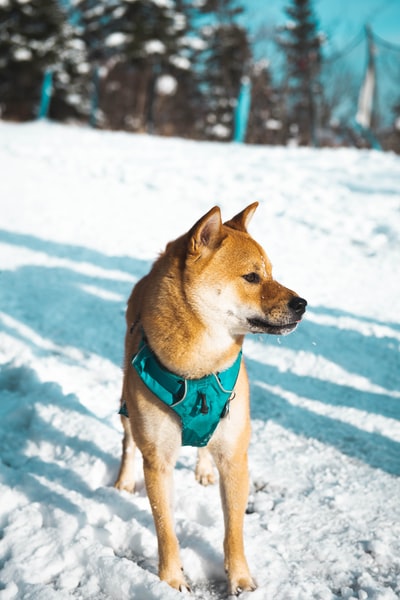 雪覆盖区域的短涂层棕褐色狗